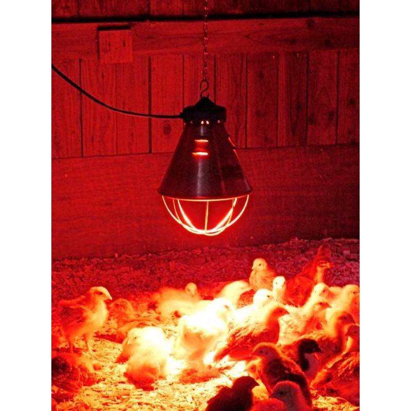 Лампа для обогрева цыплят: лучшие варианты, какую выбрать, особенности красной и керамической